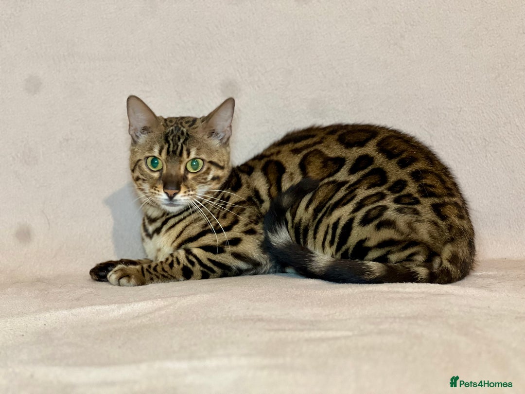 Bengal cats for sale: Bengal Queen  - Advert 10