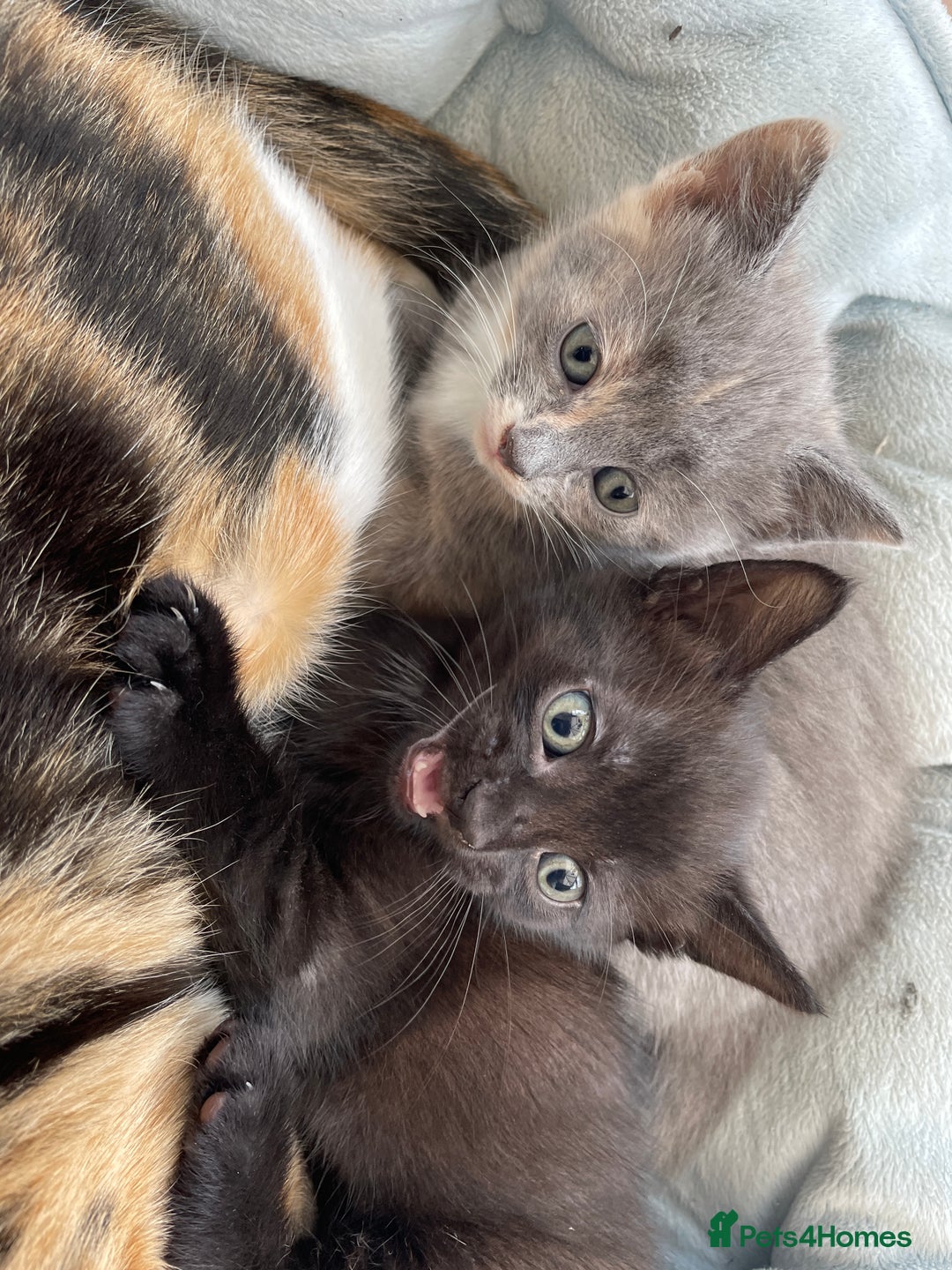 Mixed Breed cats for sale: Black kitty  looking for new home  - Image 2