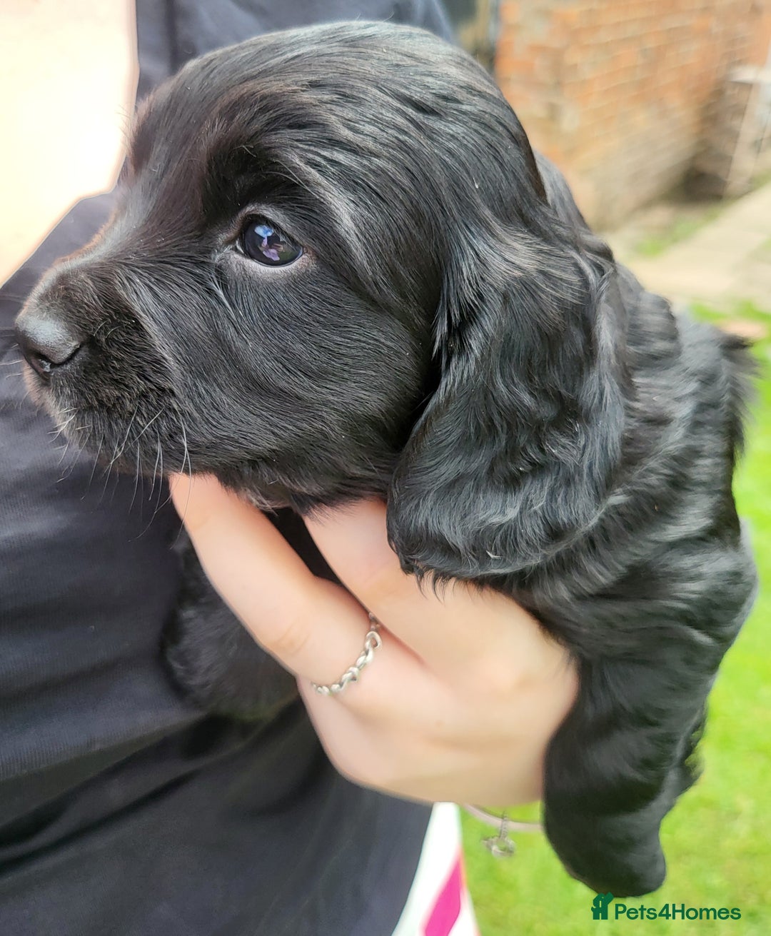 Cocker Spaniel dogs for sale: Beautiful Working Cocker Puppies - Image 9