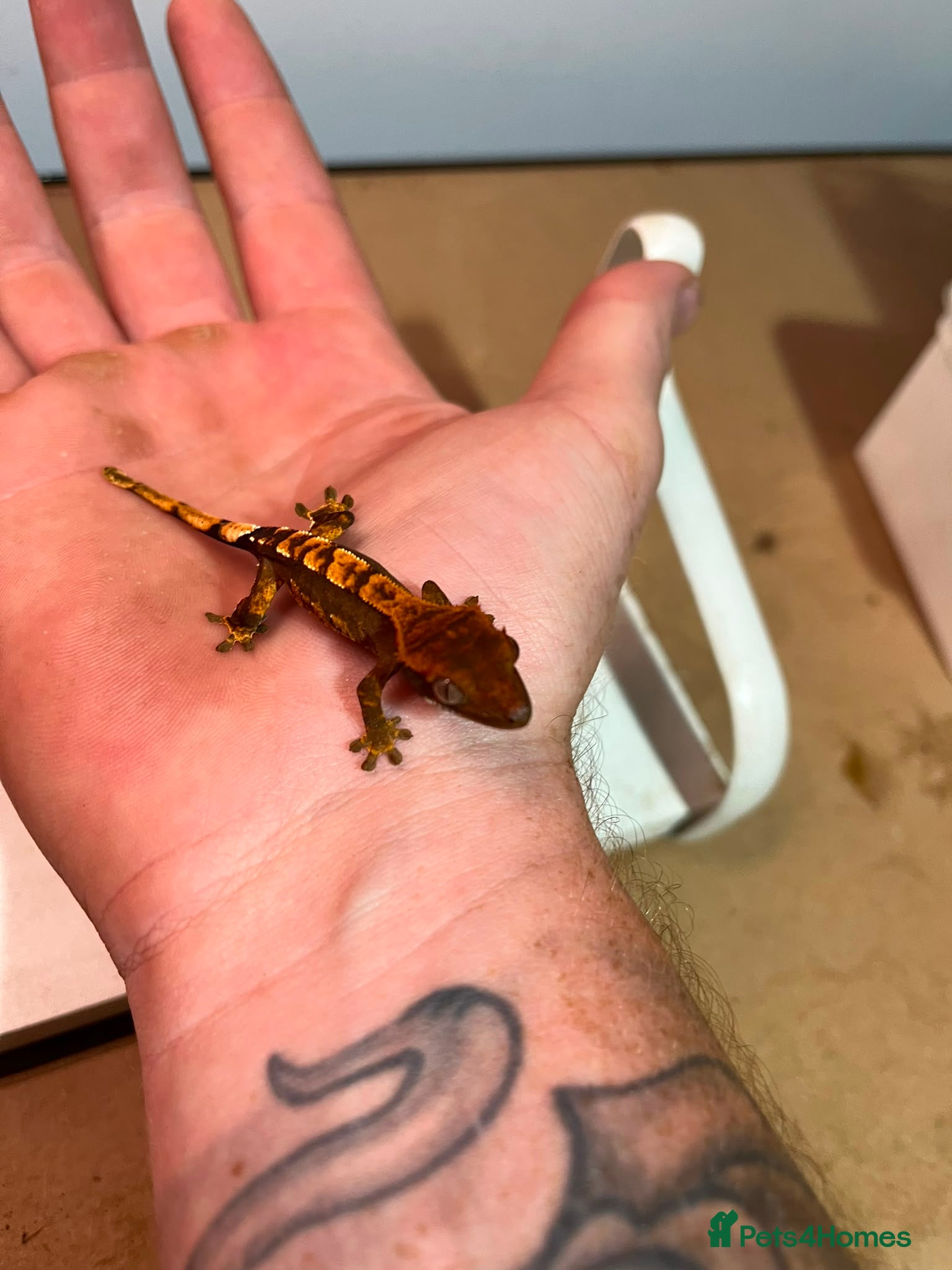 Gecko reptiles Crested and chahouas geckos - Advert 1