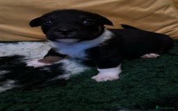 Jack Russell dogs for sale: Stunning Miniature Jack Russell Puppies  - Image 1