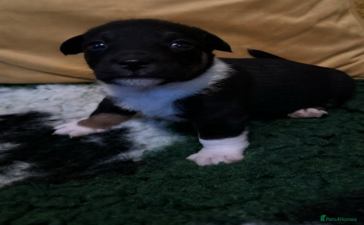 Jack Russell dogs - Advert 1