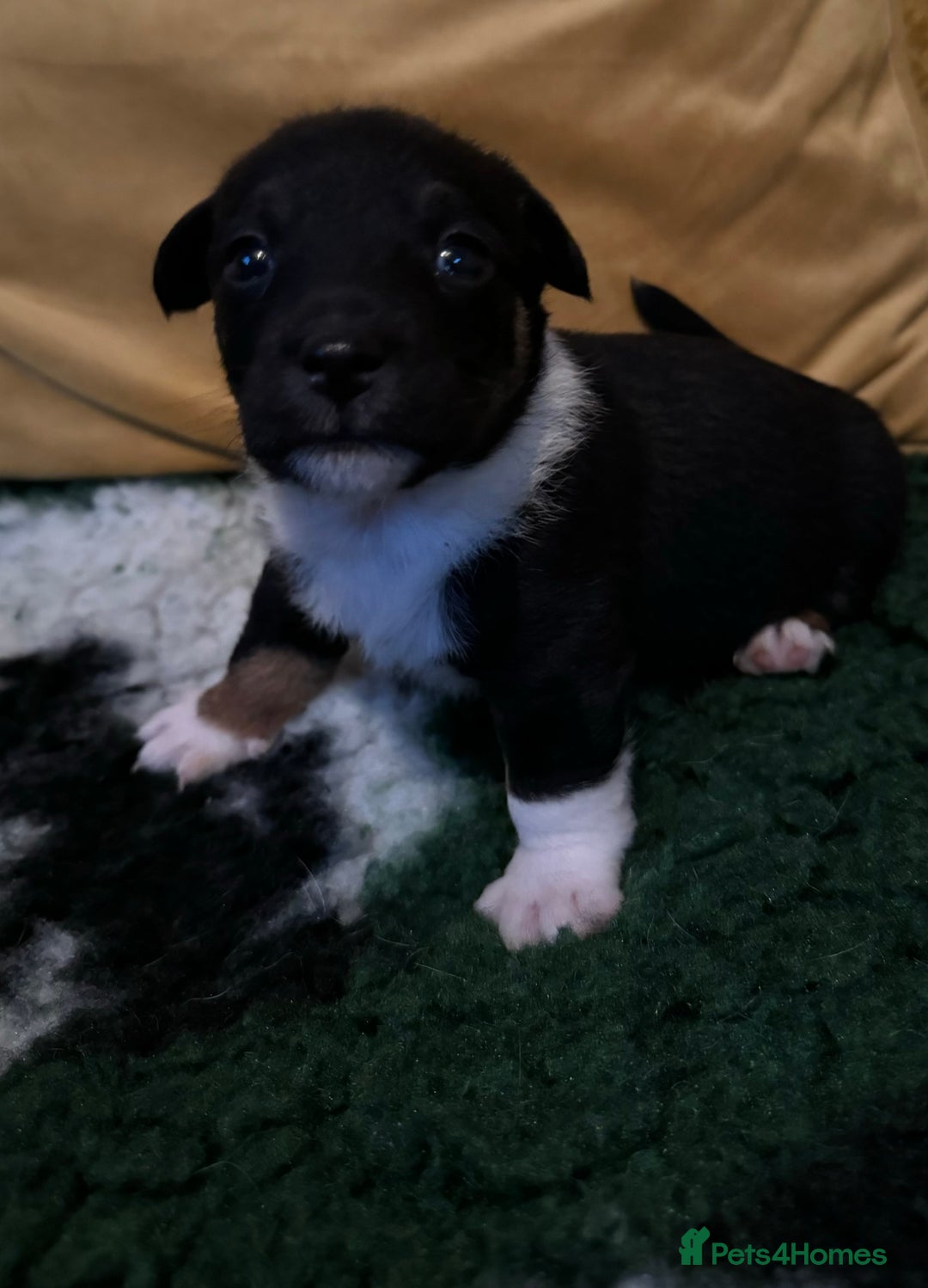 Jack Russell dogs for sale: Stunning Miniature Jack Russell Puppies  - Image 1