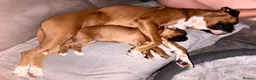 Boxer dogs for sale: Beautiful RED - with BLACK MASK-long tail  - Advert 12