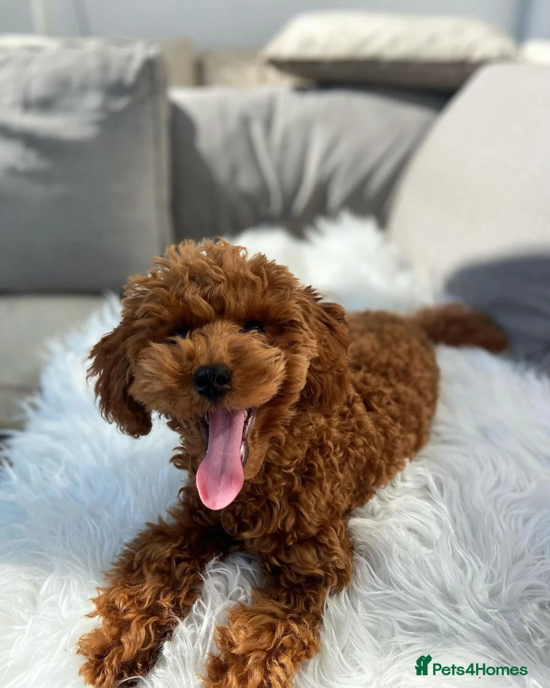 Toy Poodle dogs for sale: Milo Beautiful Male Toy Poodle Puppy - Advert 3