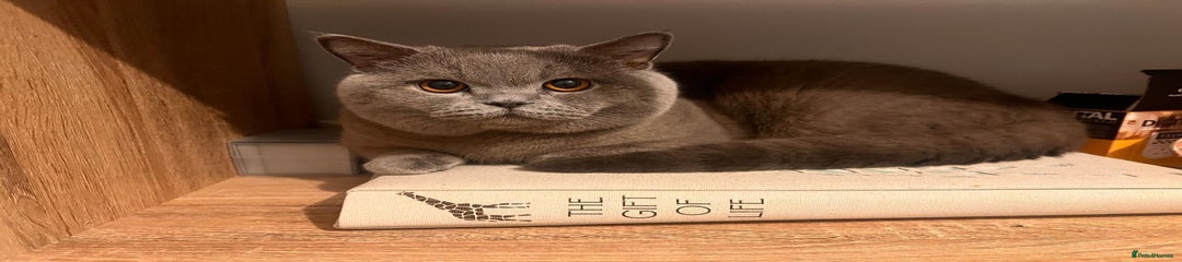 British Shorthair 