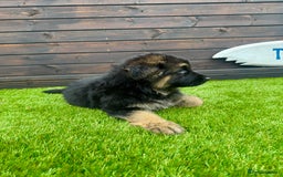 German Shepherd dogs for sale: Long haired German Shepherd puppies - Image 3