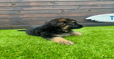 German Shepherd dogs - Advert 10