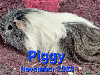 Guinea Pig rodents Adult guinea pigs - Advert 10