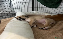 Mixed Breed dogs for sale: Staffy x Australian Kelpie  - Image 28