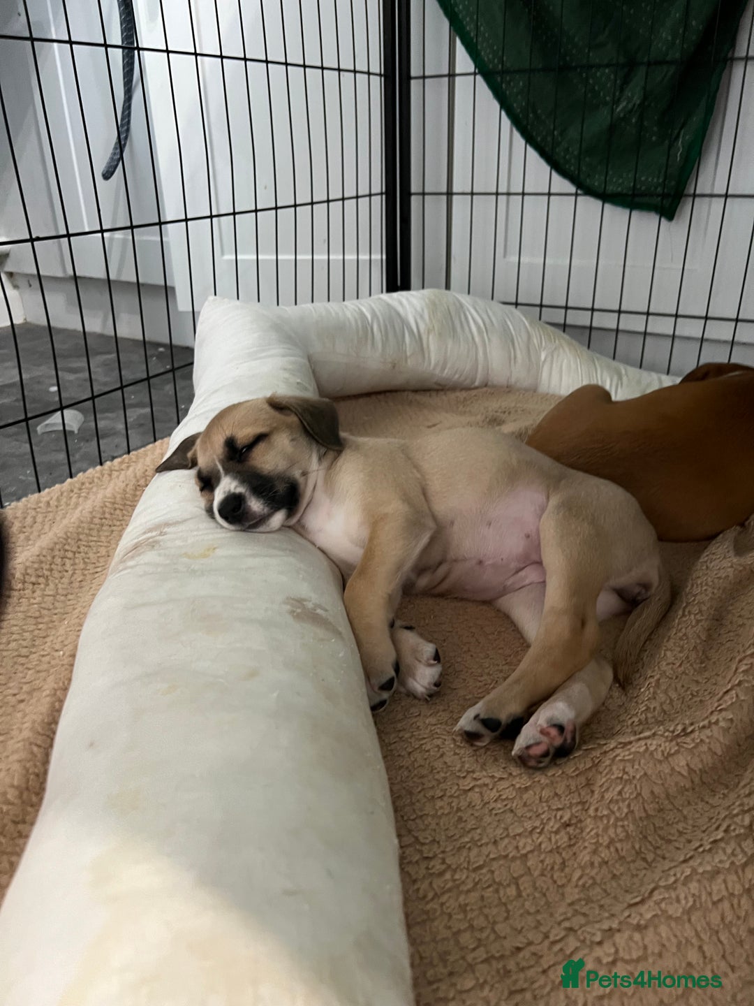 Mixed Breed dogs for sale: Staffy x Australian Kelpie  - Image 28