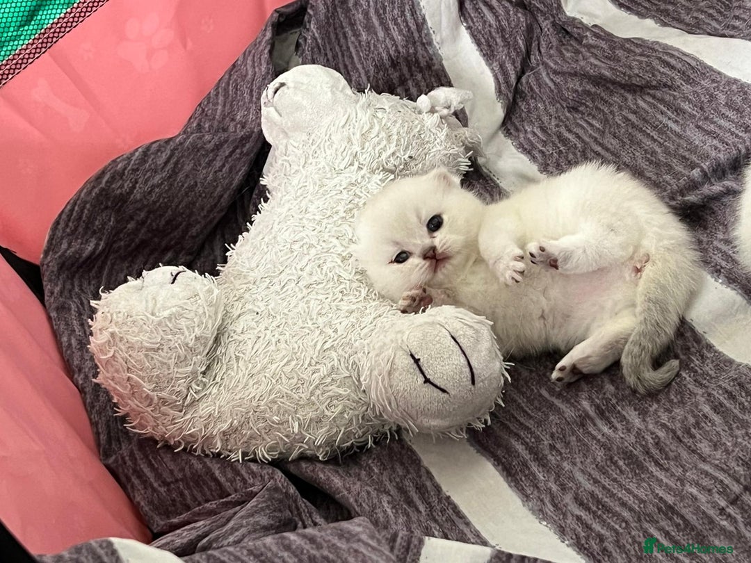 Scottish Fold cats for sale: Scottish straight boy and girl - Image 13