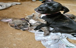 Staffordshire Bull Terrier dogs for sale: Full Staffordshire Bull Terrior puppies for sale - Image 23