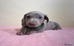 Miniature Dachshund dogs for sale: Miniature dachshund puppies  - Image 4