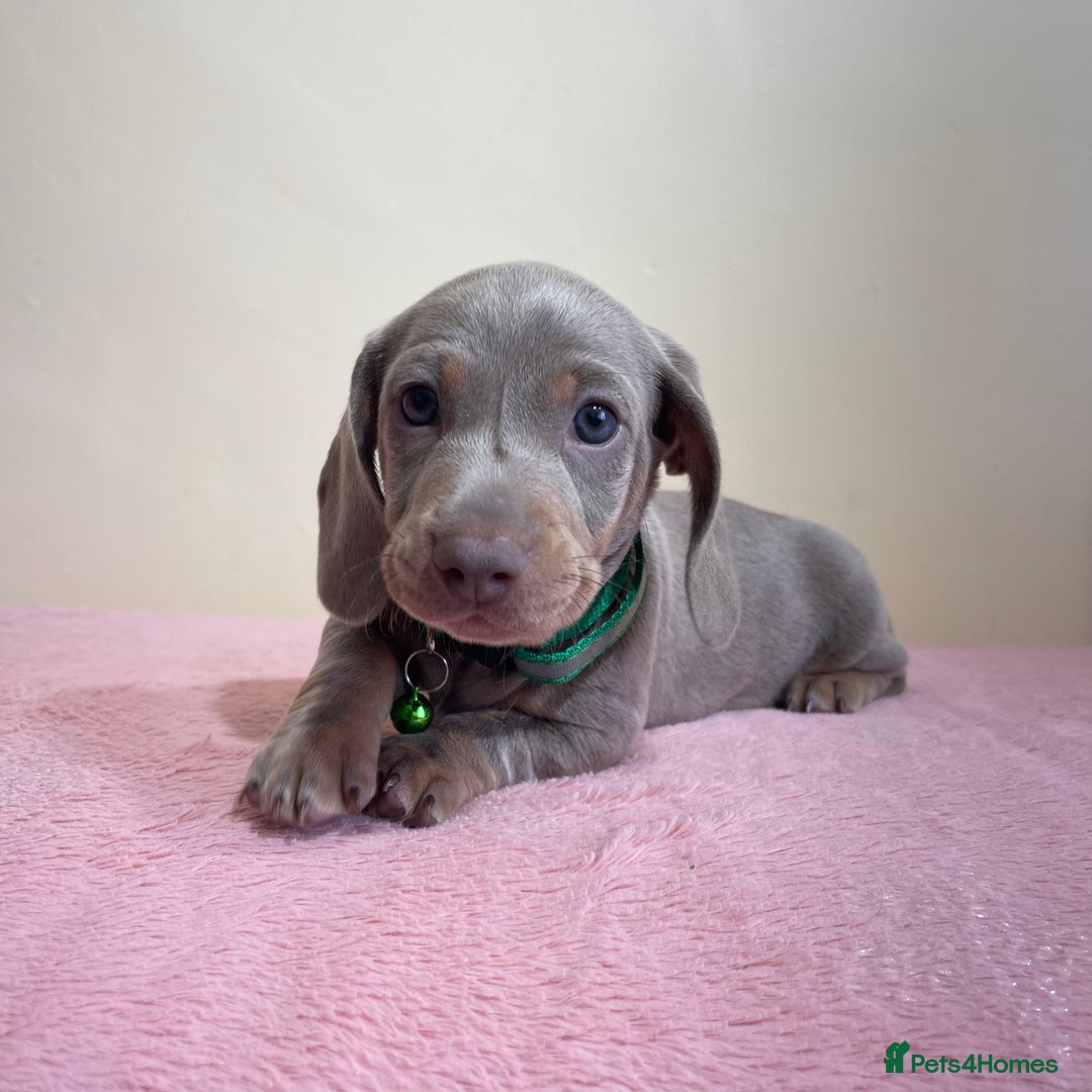 Miniature Dachshund dogs for sale: Miniature dachshund puppies  - Image 4