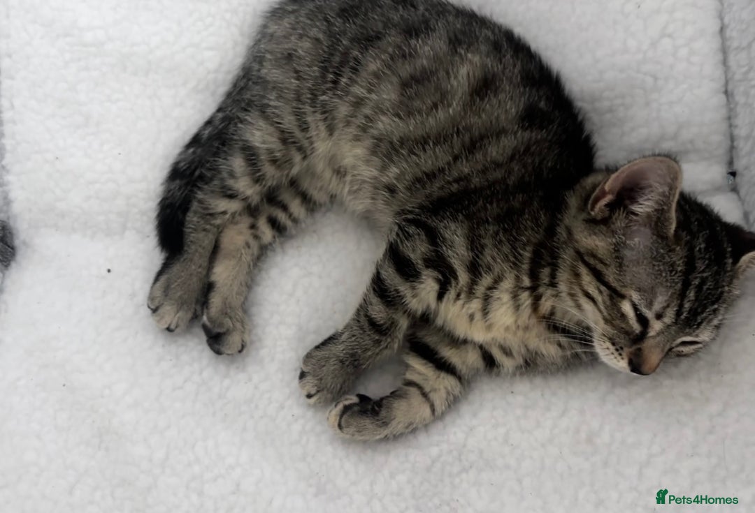 Mixed Breed cats for sale: Gorgeous kittens ready now 😍  x2 girls  - Image 11