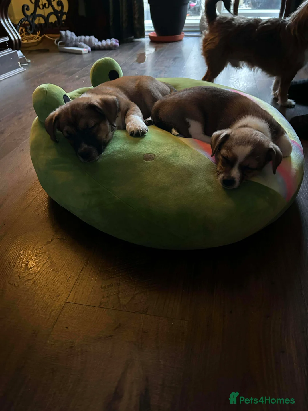 Mixed Breed dogs for sale: JACK russel X CHIHUAHUA x shitzu  - Advert 2