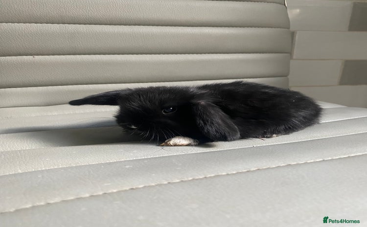 Mini Lop rabbits - Advert 10