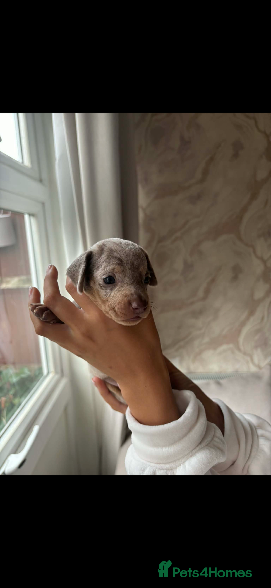 Miniature Dachshund dogs for sale: Beautiful litter of miniature dachshund  - Advert 9