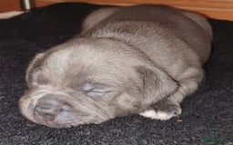 Staffordshire Bull Terrier dogs for sale: Twin large blue staffy boys - Image 15
