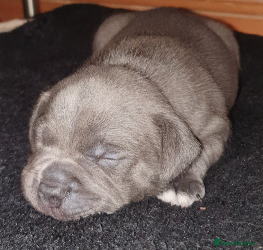 Staffordshire Bull Terrier dogs for sale: Twin large blue staffy boys - Image 15