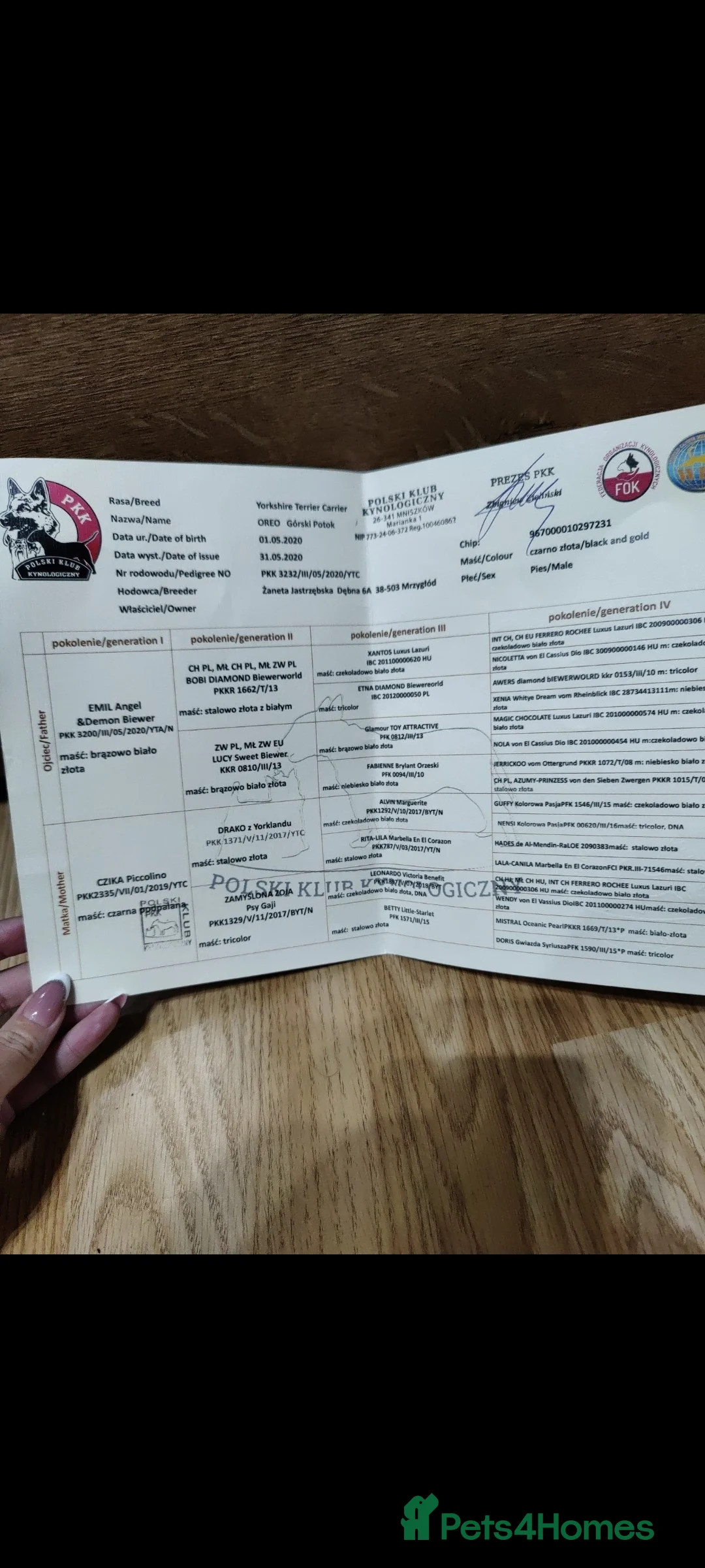 Yorkshire Terrier dogs for stud:  PEDIGREE Yorkshire terrier for STUD  in Hull - Advert 11