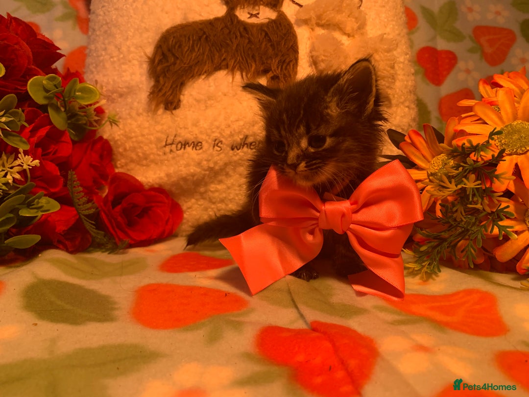 Norwegian Forest Cat cats for sale: BEAUTIFUL SIBERIAN CROSS WEGIE BABYS  - Advert 8