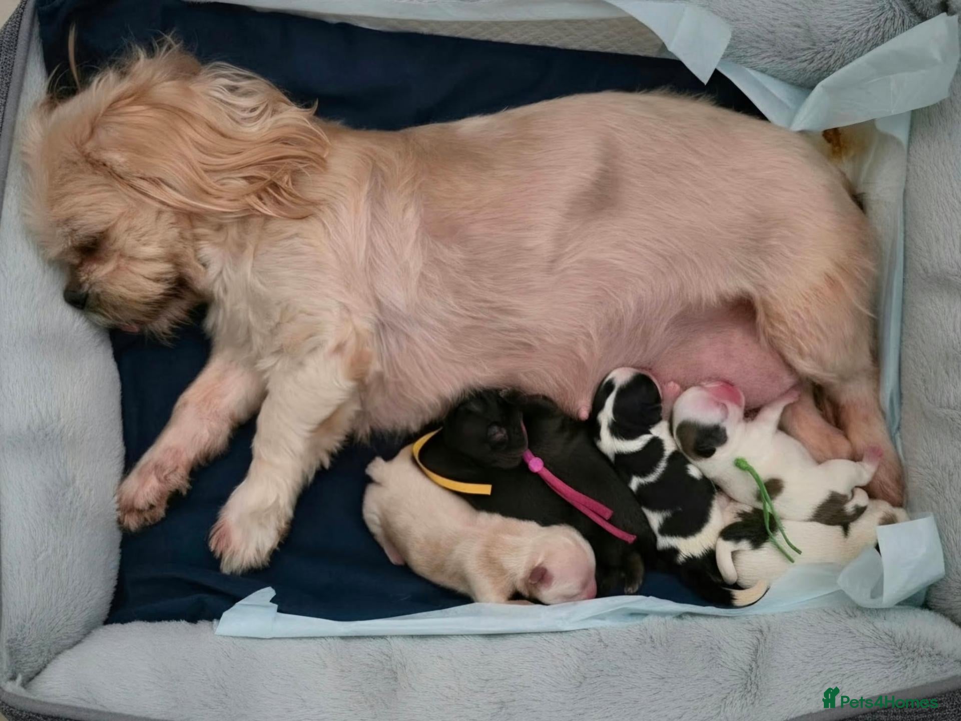 Shih Tzu dogs Beautiful shih Tzu puppies - Advert 1