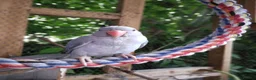 Ringnecks birds for sale: Ringneck  - Advert 8