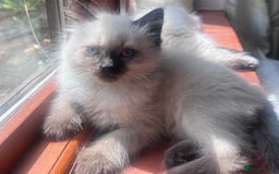 Siberian cats for sale: Gorgeous Siberian kittens🐾 in Newport Pagnell - Image 24