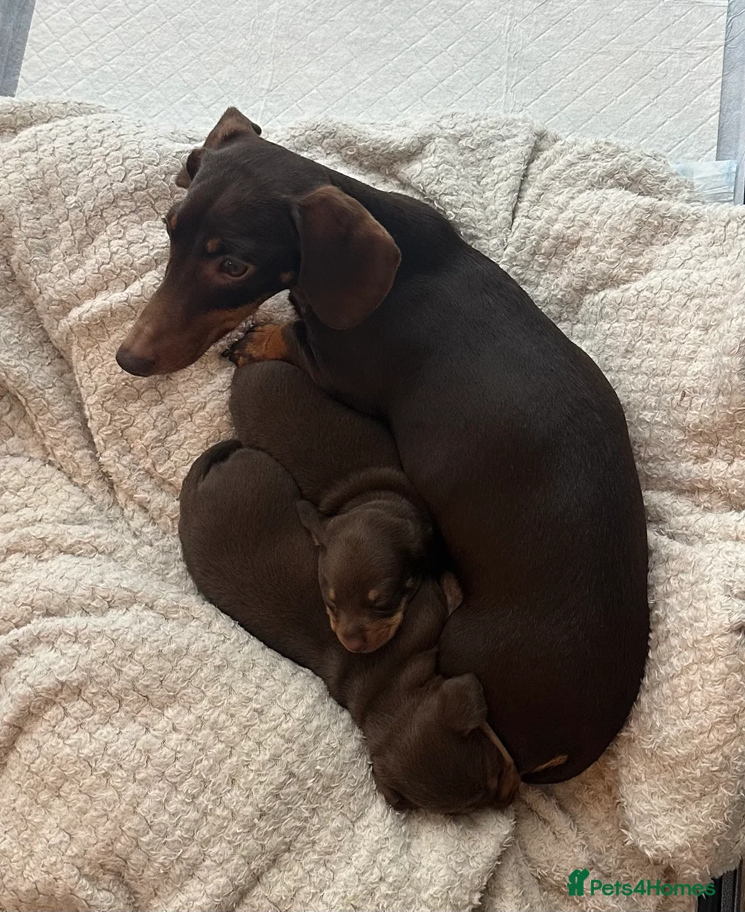 Miniature Dachshund dogs for sale: 2 Miniature Daschund's for sale - Advert 15