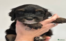 Mixed Breed dogs for sale: 10x Gorgeous Sproodles - Image 4