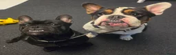 Mixed Breed dogs for sale: Bulldog - Advert 6