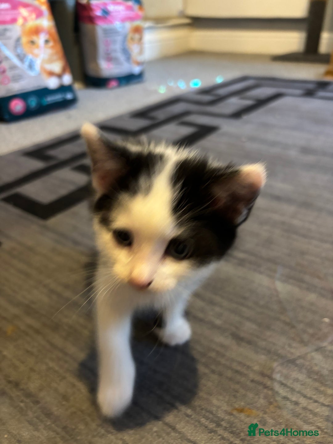 British Longhair cats for sale: Three adorable kittens  - Image 9
