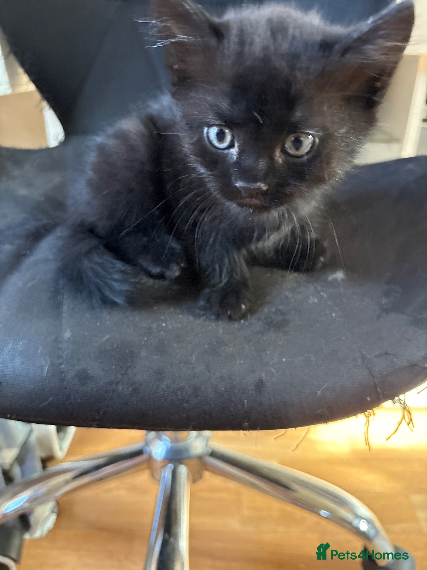 Mixed Breed cats 3 female kittens - Advert 3