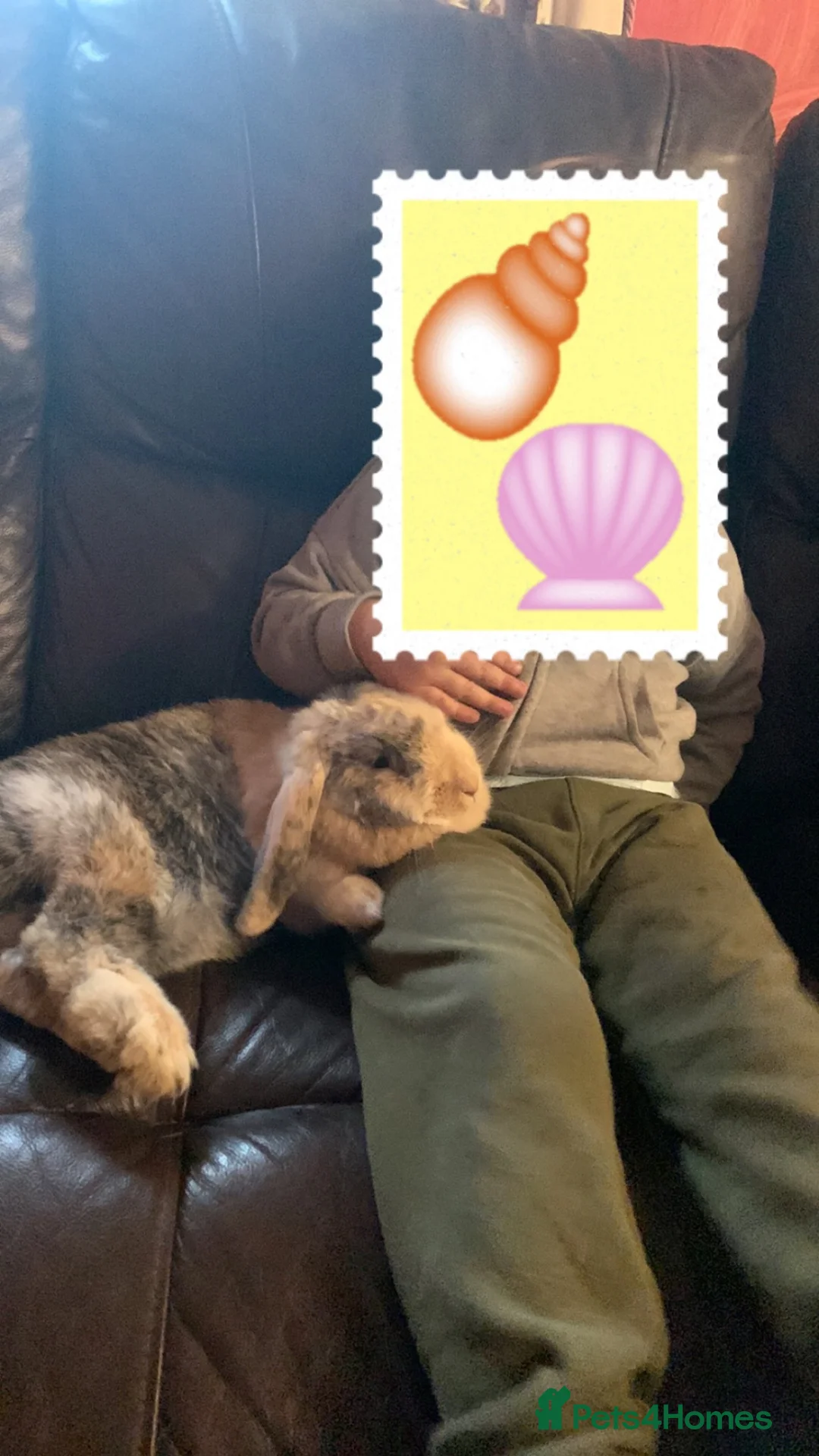 Harlequin rabbits for sale: Dolly- is looking for a new lovely home.  in Abingdon - Advert 3