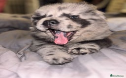 Chow Chow dogs for sale: Merle Chow Chow Pups 🐻 - Image 22