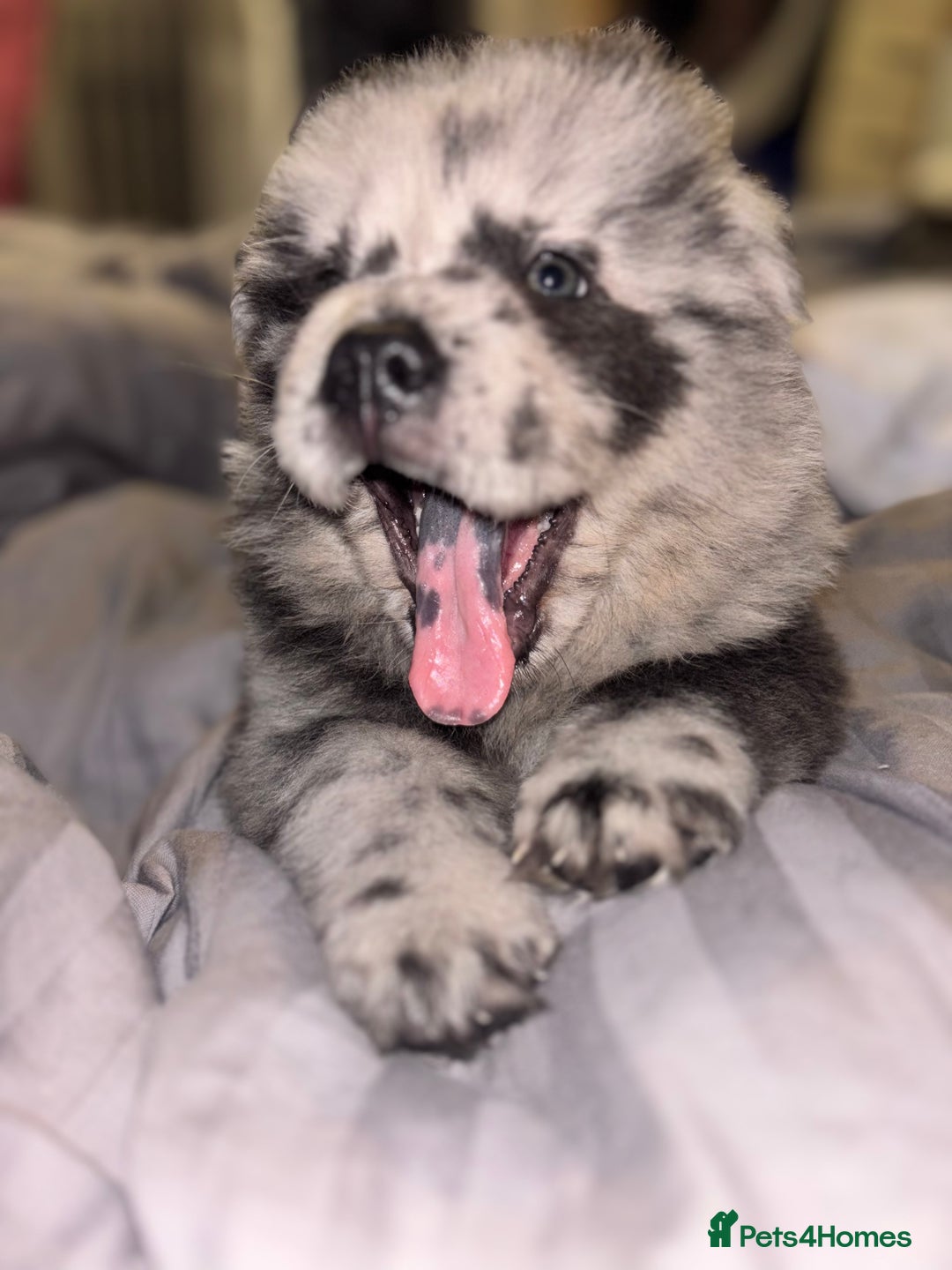 Chow Chow dogs for sale: Merle Chow Chow Pups 🐻 - Image 22