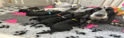 Cockapoo dogs for sale: 5 ⭐️ licensed home breeder  - Advert 7