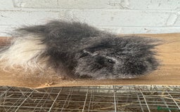 Guinea Pig rodents for sale: **FREE** Purebred Longhaired sows  - Image 9