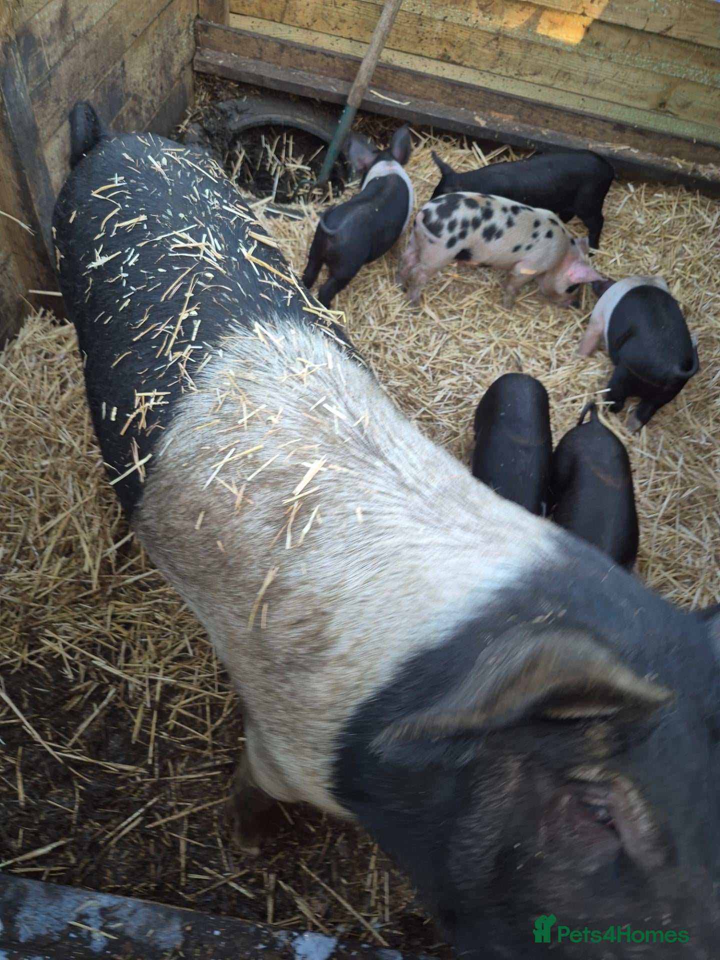 Pig livestock Saddleback x tamworth  - Advert 2