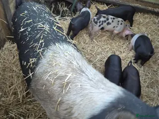 Pig livestock Saddleback x tamworth - Advert 2