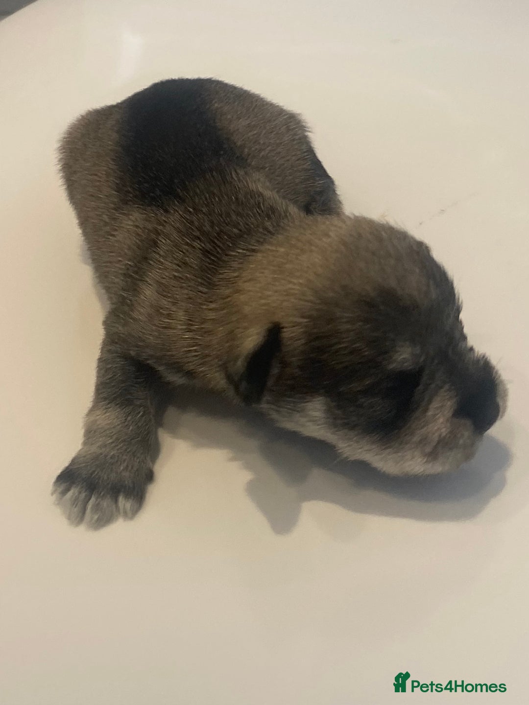Miniature Schnauzer dogs for sale: Miniature schnauzer puppies kc reg  - Image 6