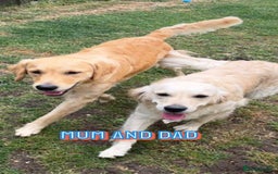 Golden Retriever dogs for sale: Quality KC golden retriever puppies  - Image 28