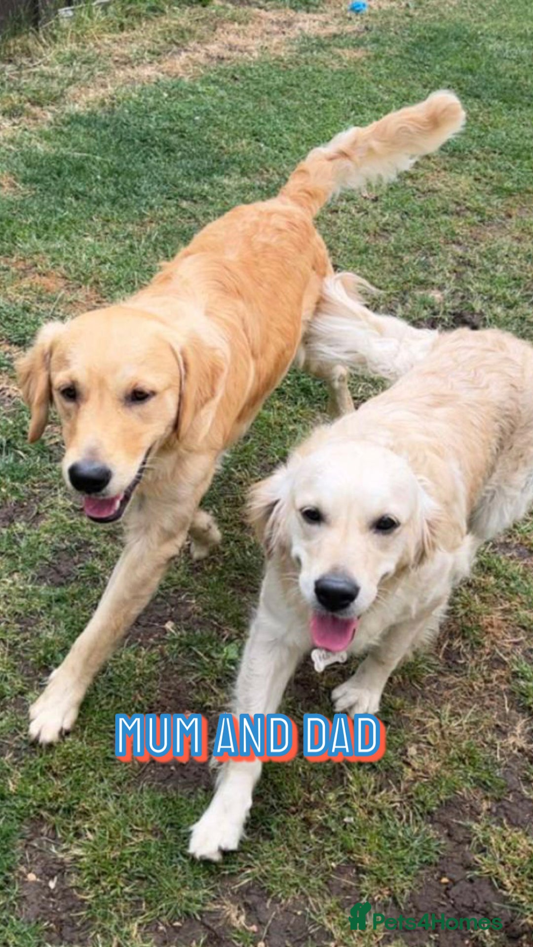 Golden Retriever dogs for sale: Quality KC golden retriever puppies  - Image 28