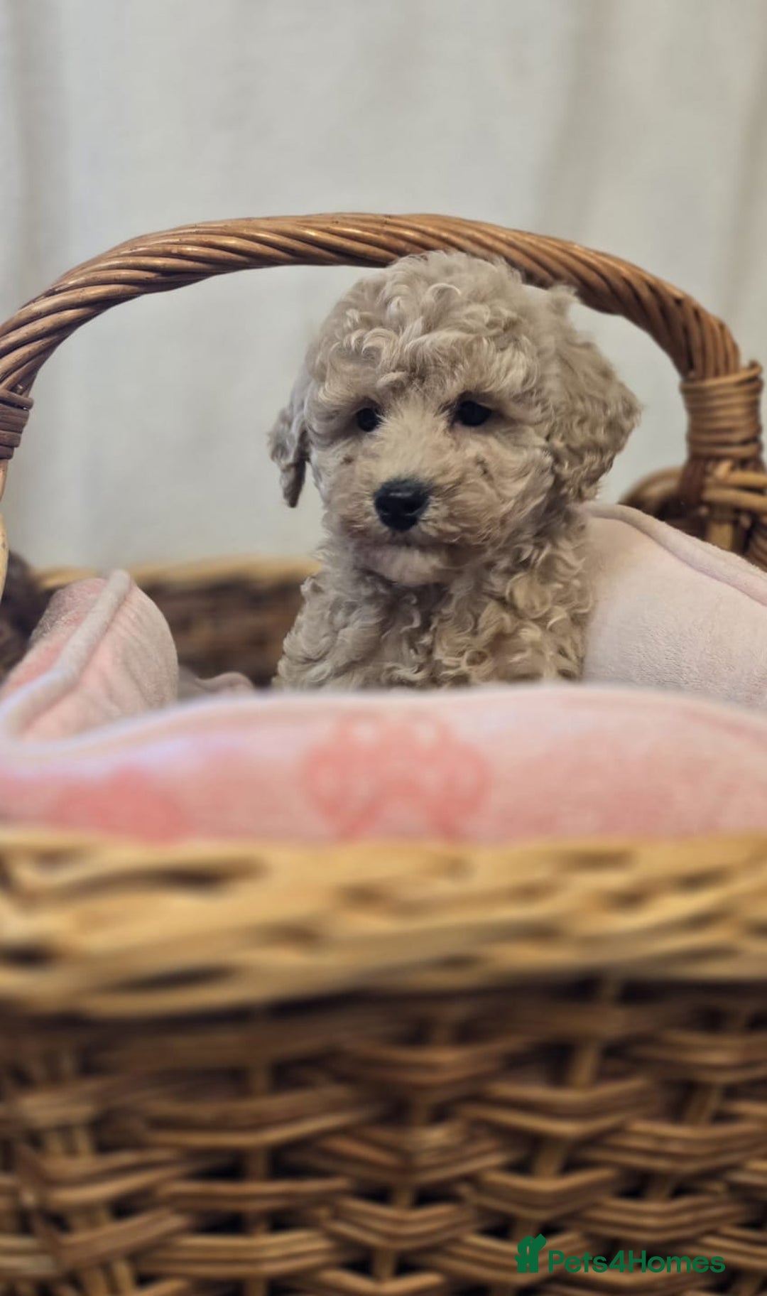 Cockapoo dogs for sale: Cockapoo puppies  - Advert 5