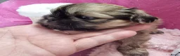 Shih Tzu dogs for sale: Kc reg Stunning small baby boys/girl - Advert 12