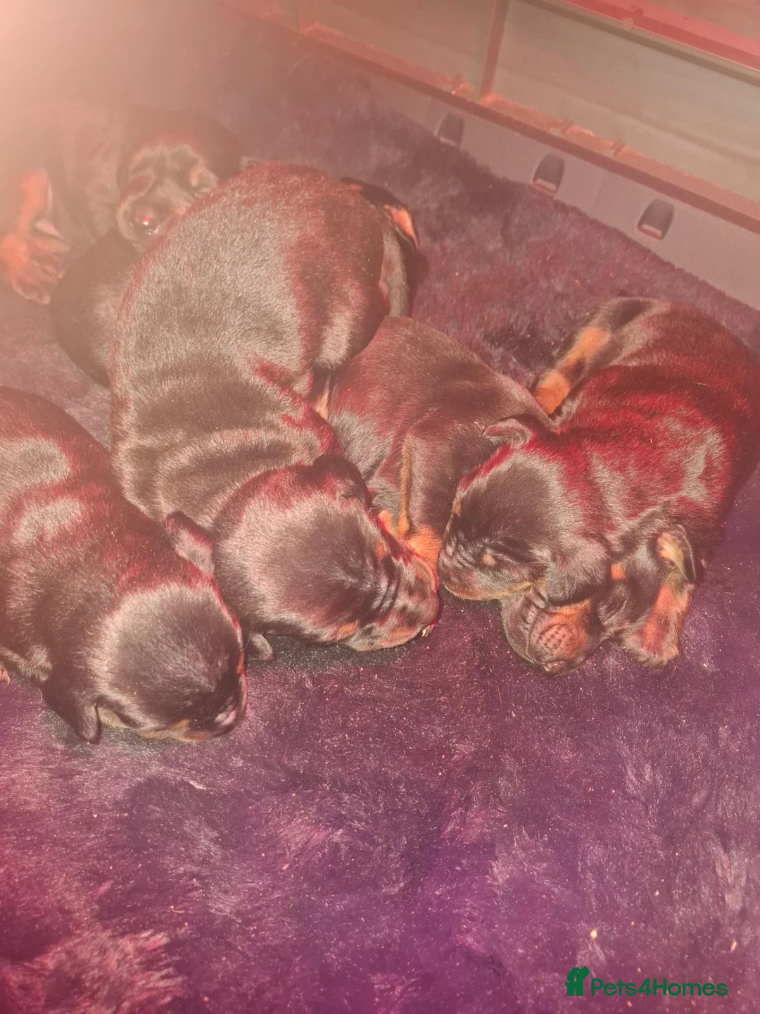Dobermann dogs for sale: Rare dobermann puppies  - Advert 2