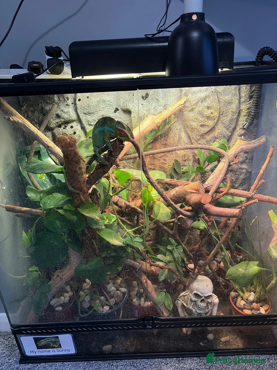 Chameleon reptiles for sale: Very friendly Panther Chameleon in Aylesford - Advert 5
