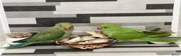 Ringnecks birds for sale:     Super Tame Hand Reared Babies £50 off today !  - Advert 20